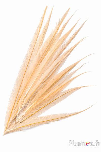 Fagiano dorato - sbiancato - 65-75 cm - crema